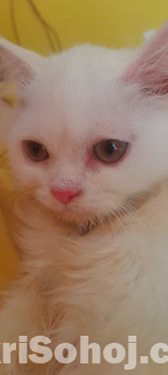 Pure long breed 3 coded Persian